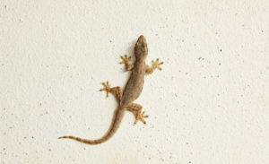 lizard Spiritual Significance of Lizards